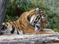 ZOO-Viden 24 srpen 2014 059.JPG